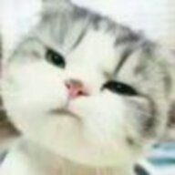haovi