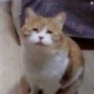 真假猫咪