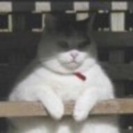 一只飞行猪