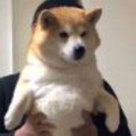 binguored