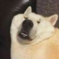 懵了个哔