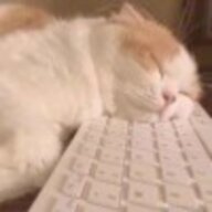 猫猫多好啊