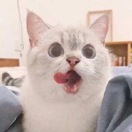 yzhcat