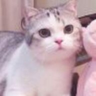 亓洛丶