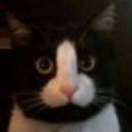 色域几把猫