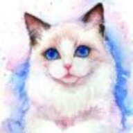 bluebuou