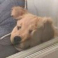 皮皮老狗