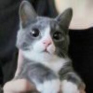 修罗吖