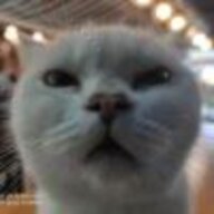homelesscat