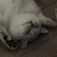 羿玥喵