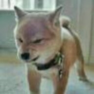 taozi