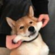 应如意