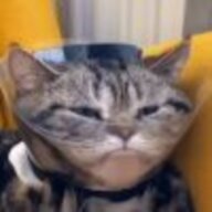 秦韵丶风