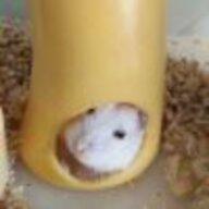 张小白