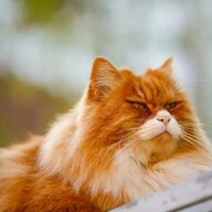 想当元帅的猫