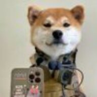 鲨鱼彡