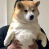 孤橘长