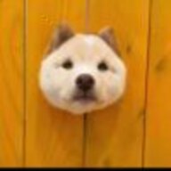 猫腻哩