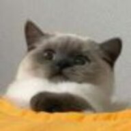 XXXXM