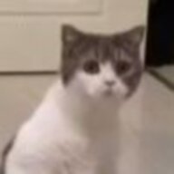 不言OvO