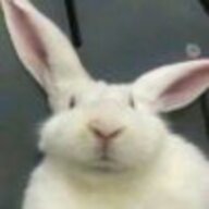 一叶之秋