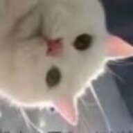 花艳莫相弃