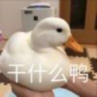 jianjian