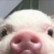 母猪产后护理