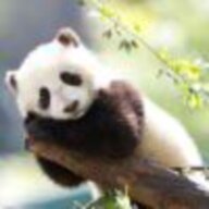 YGuang233