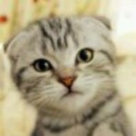 流浪猫