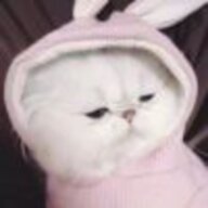 大猫猫