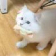 白璎520