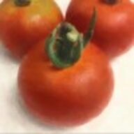 Plumbus