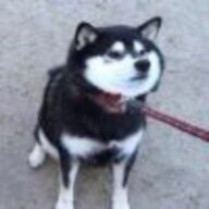 郑寒风