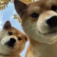 晓博爱玩泰拉