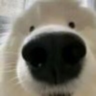 疯狂柿子