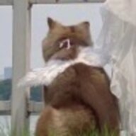 额额额额额