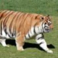 dongdongdong