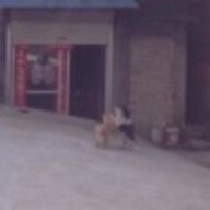 张一鸣
