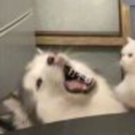 阿丰丫