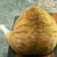 大橘猫