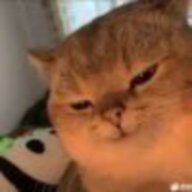槲寄生的猫