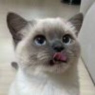 猫猫头233