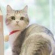 猫猫酱