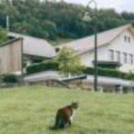 我叫猫