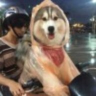 原谅哈士奇