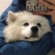 炸鱼薯条