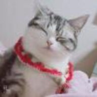 我是牛至