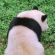 鬼面哮