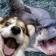 一颗心也不笑